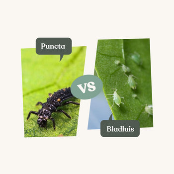 Lieveheersbeestjes tegen bladluis