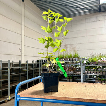 Rode aalbes Gloire de Sablons