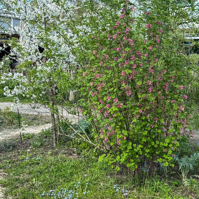 Rode ribes in een border