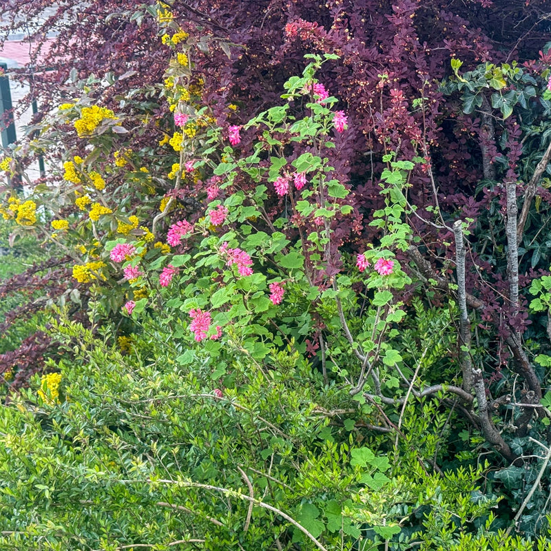 Rode ribes in een border