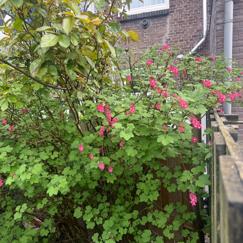 Rode Ribes in een border