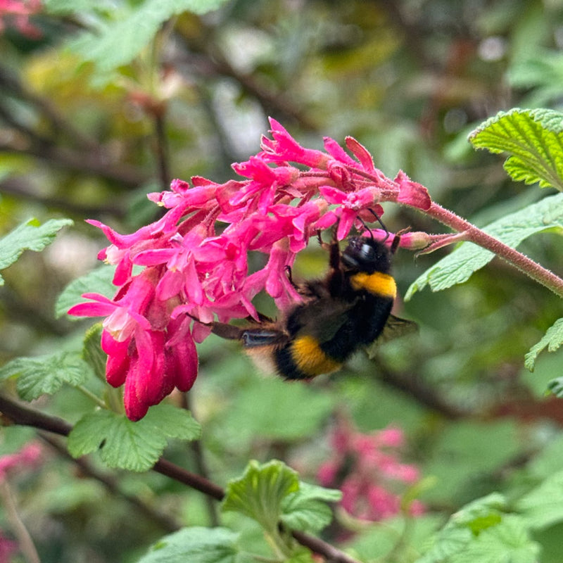close up van bloem rode ribes met bij 