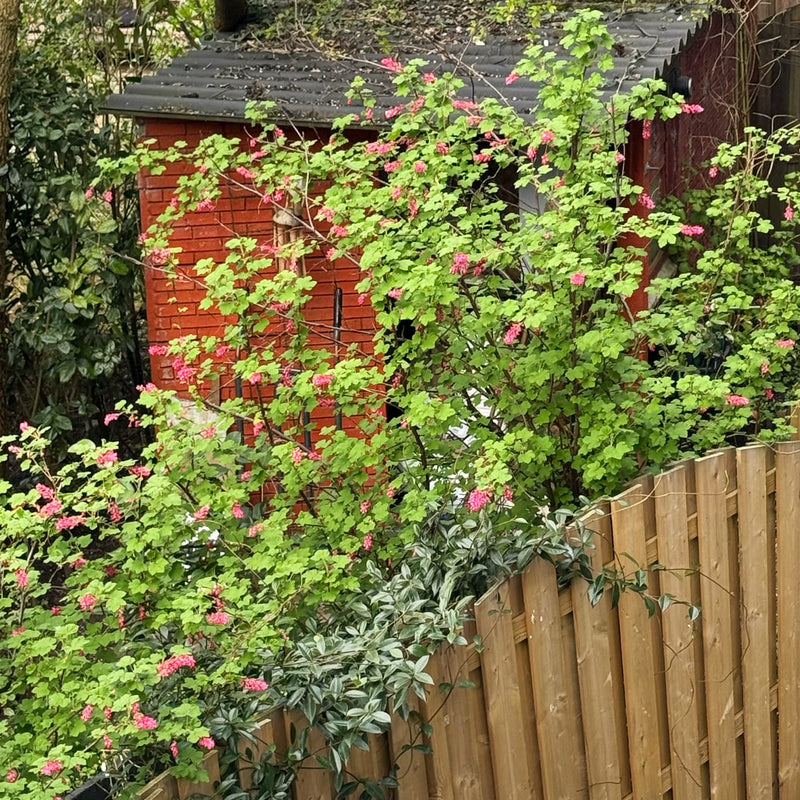 Rode ribes achter een schutting van boven af