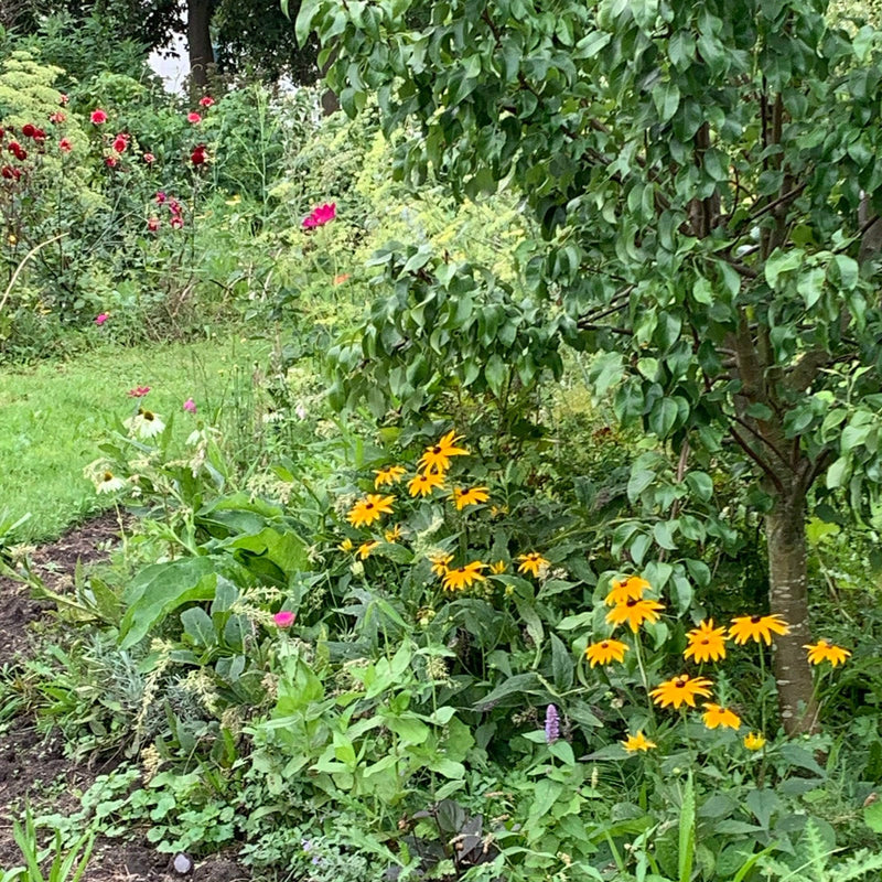 rudbeckia zonnehoed in een tuin