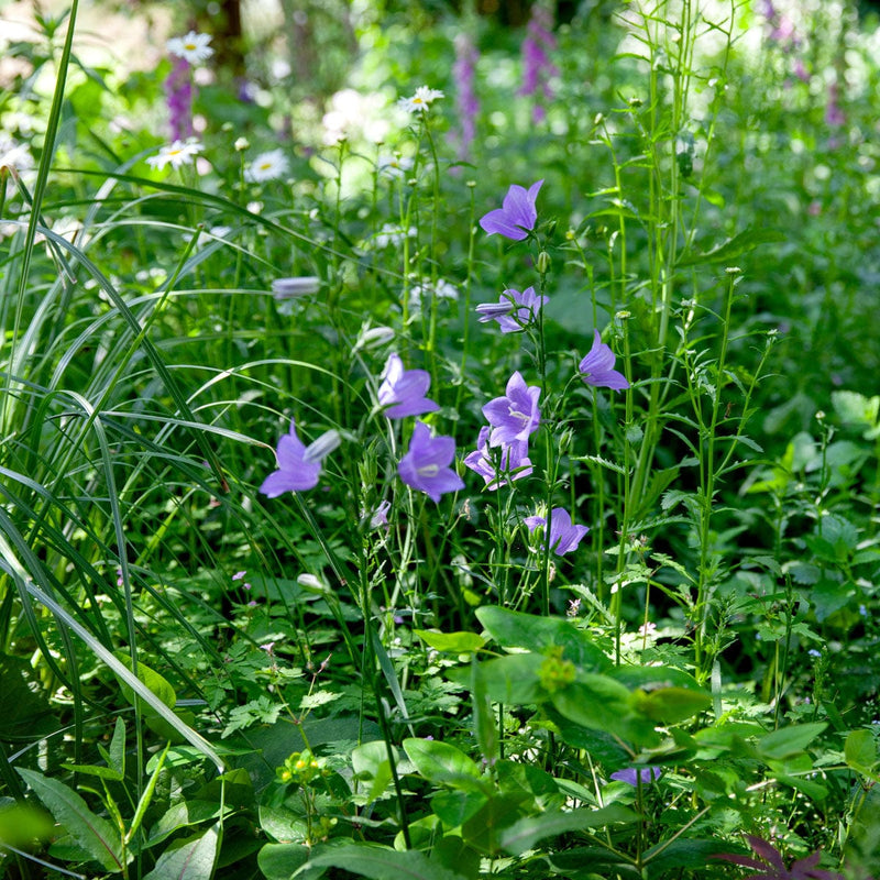 Ruig klokje in wilde tuin