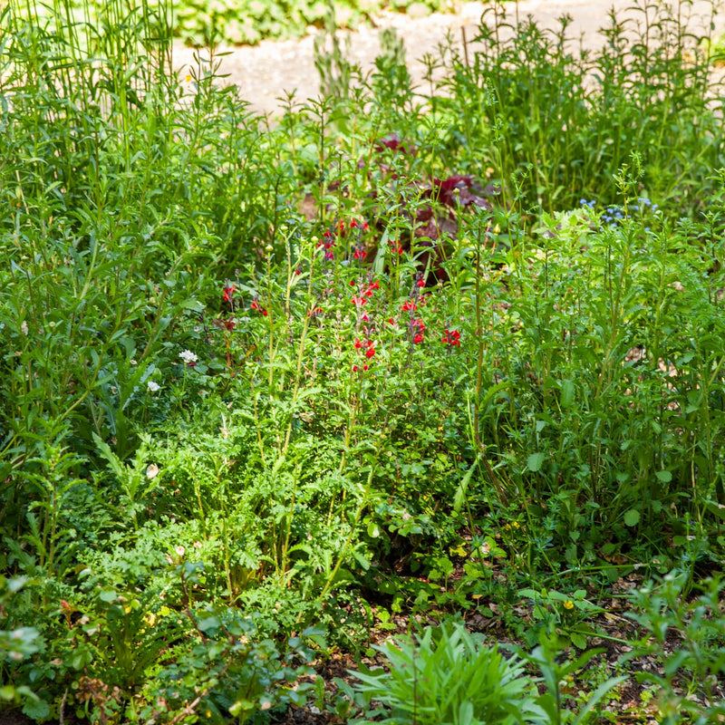 salvia met rode bloem in een border