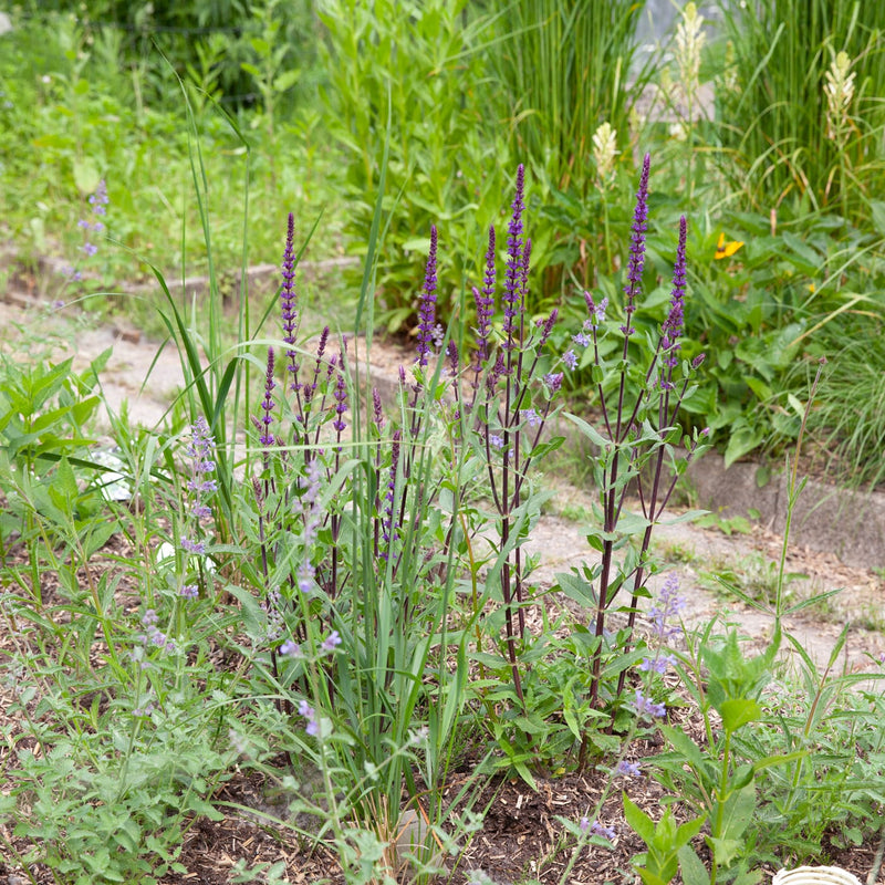 paarse salie caradonna in een border