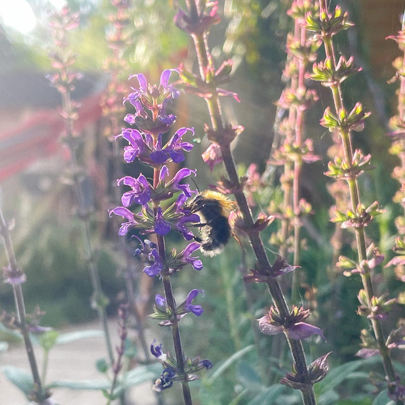 salvia caradonna close up bloem met bij