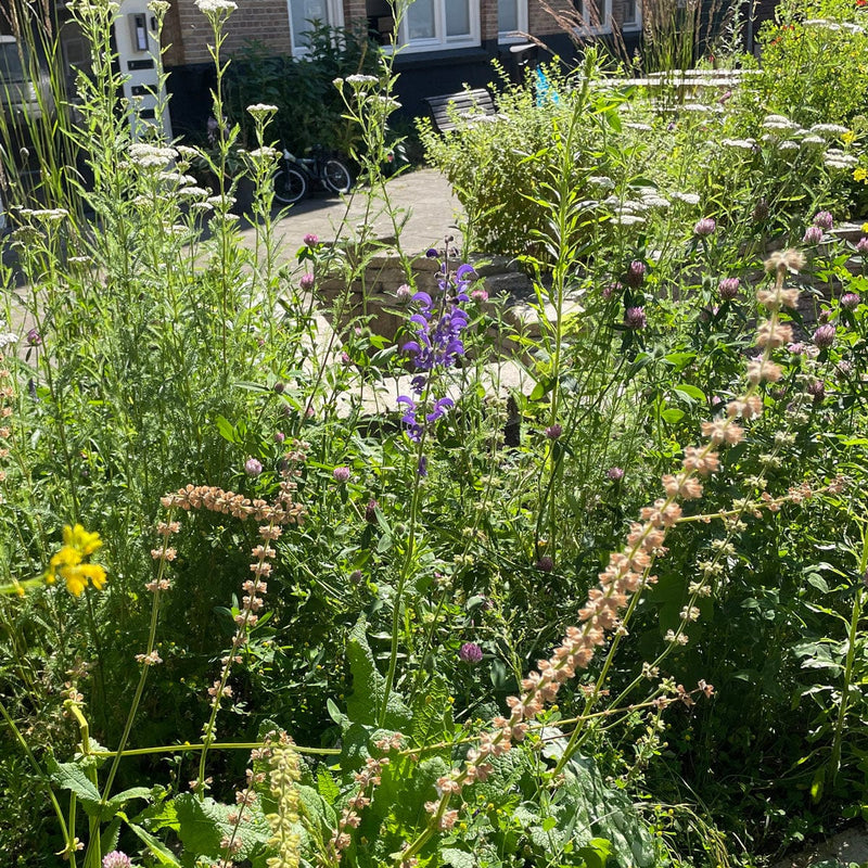 salvia mainacht in een tuin