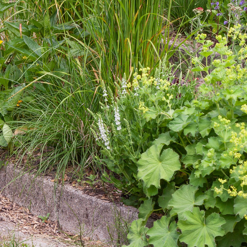 witte salvia in een border