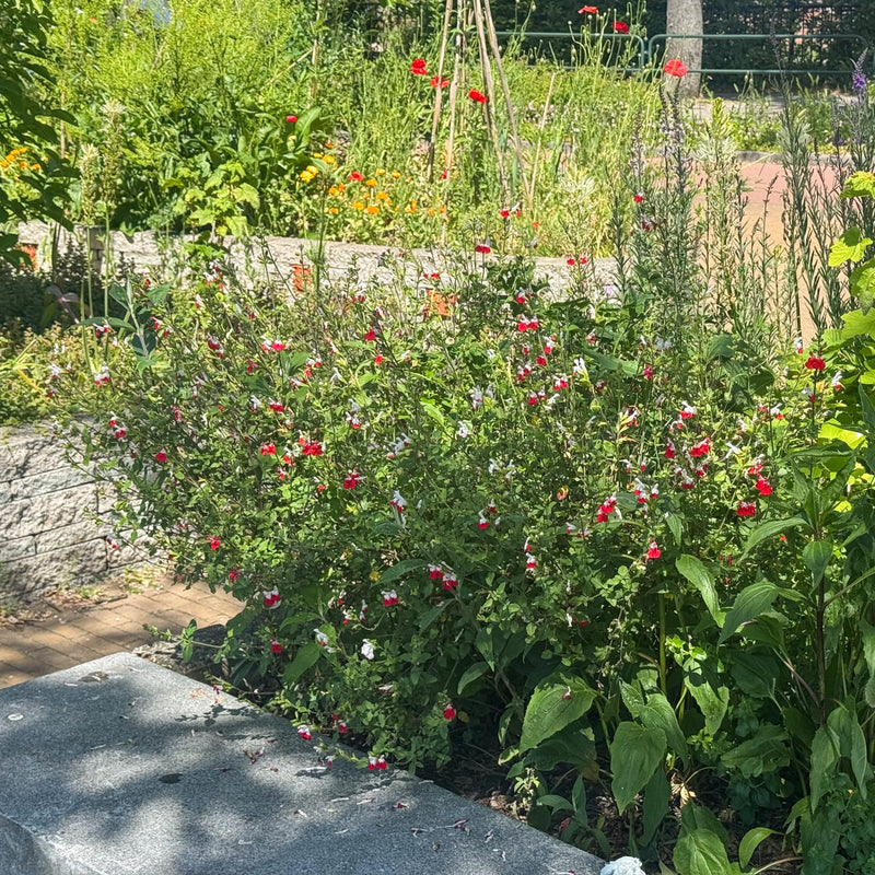 salvia met wit rode bloem in een border 