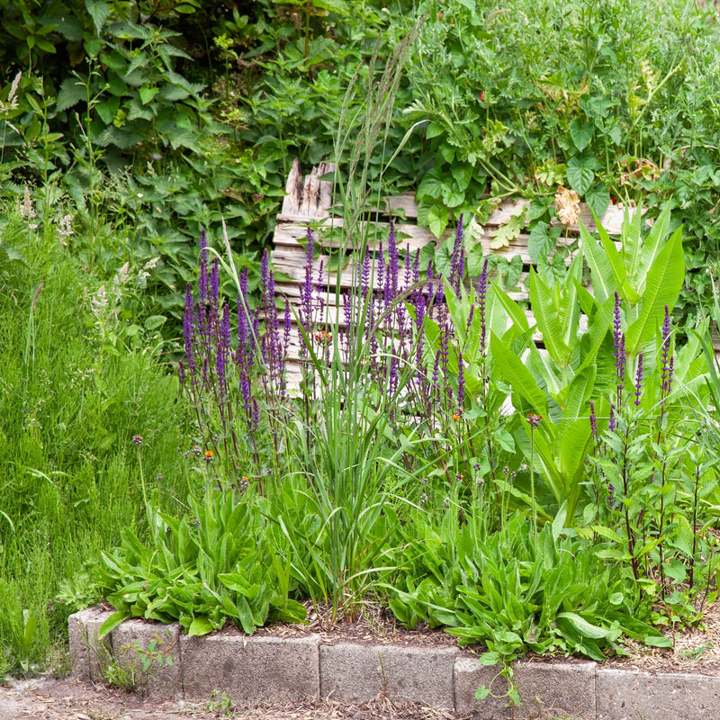 paarse salie caradonna in een border