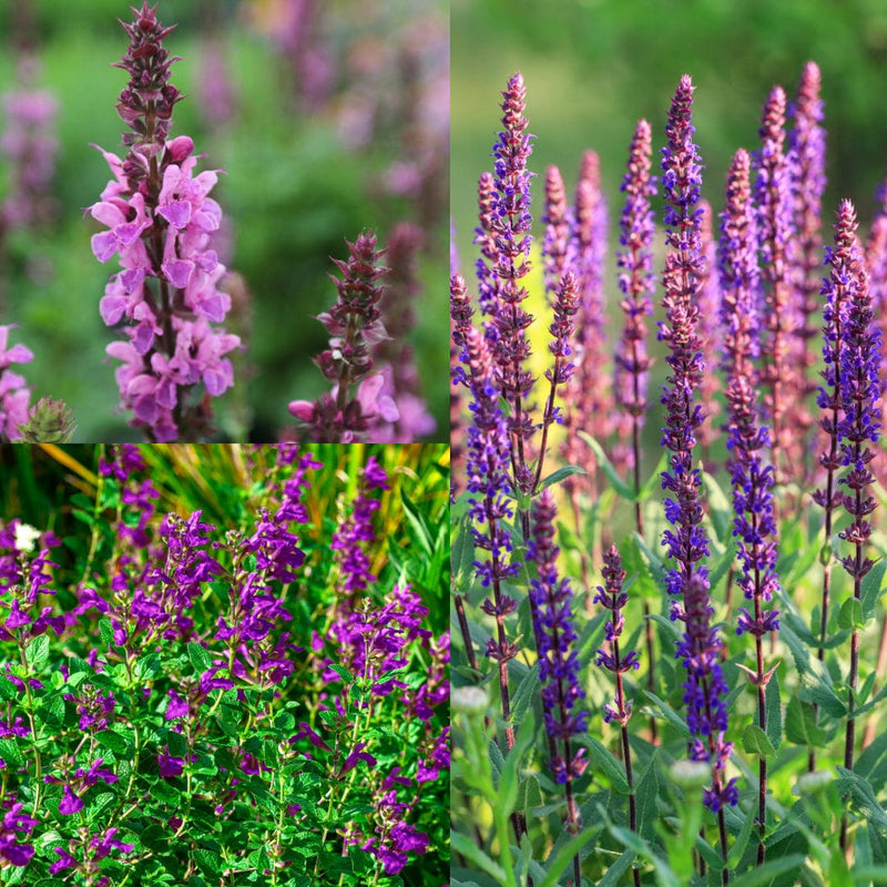 salviamix, drie soorten salvia in paarse kleuren