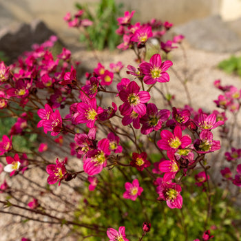 Steenbreek arendsii Red