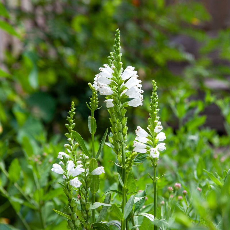 Scharnierbloem Crystal Peak White