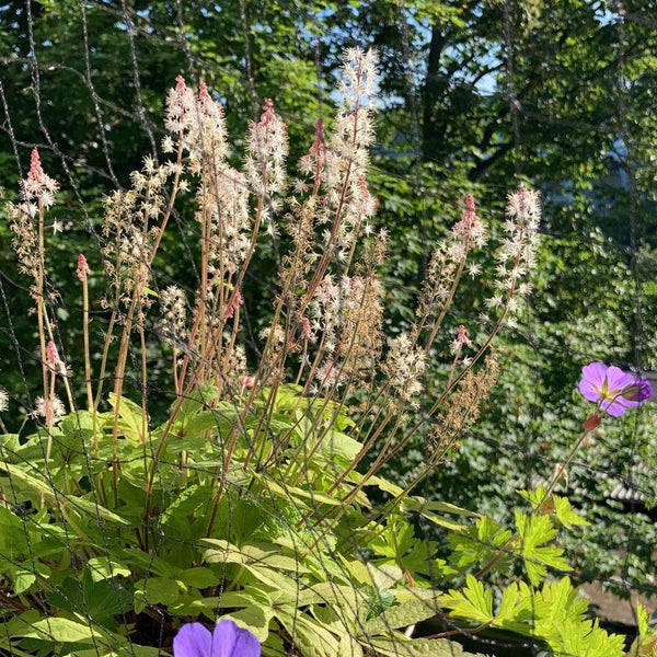 Schuimbloem Spring Symphony