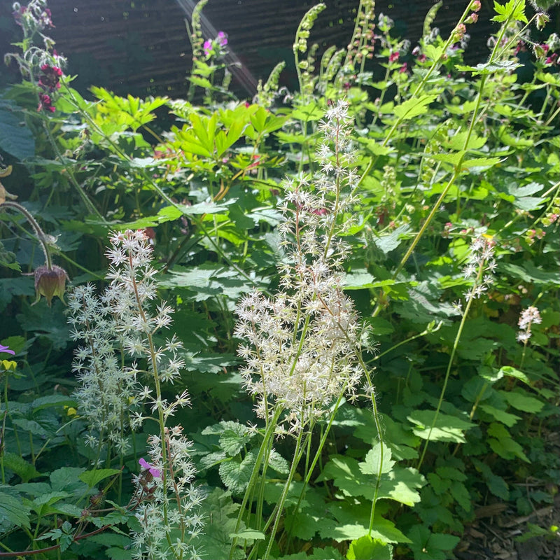 Schuimbloem met witte bloemen in volle schaduw. 