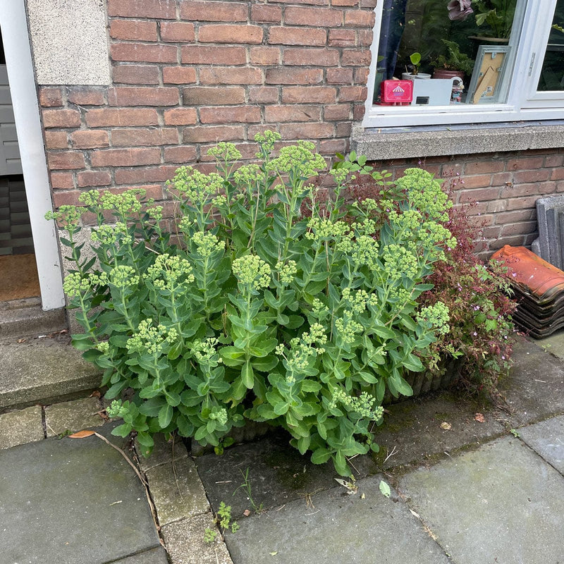 sedum carl in geveltuin in vroege bloei