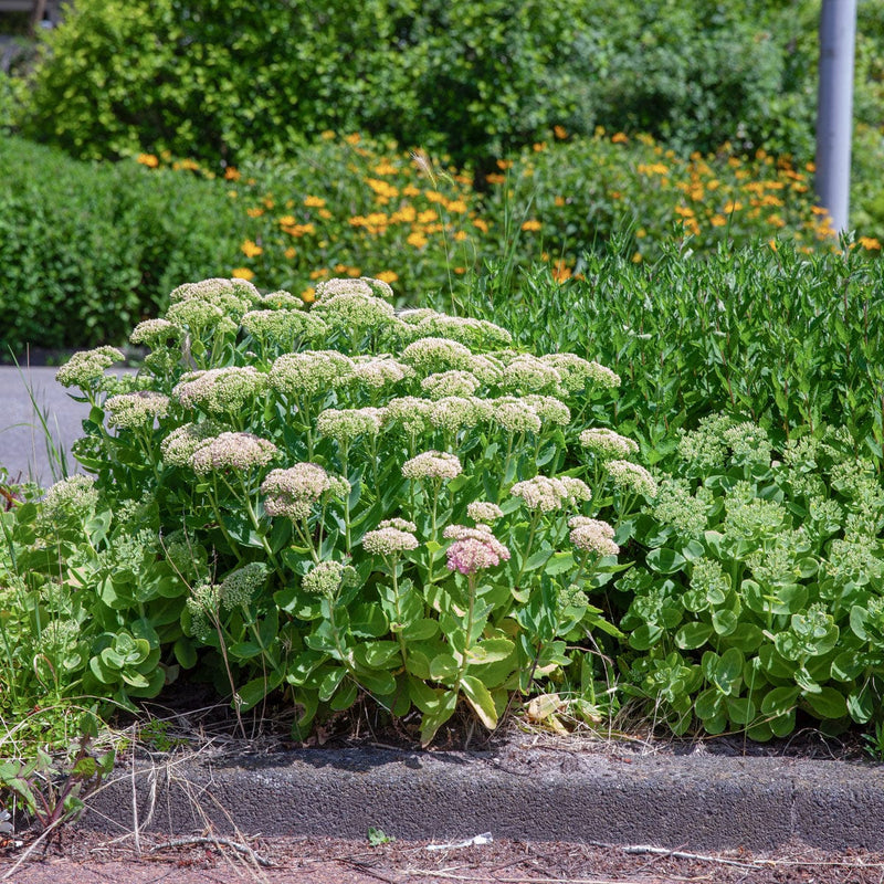 Sedum carl in vroege bloei in geveltuin