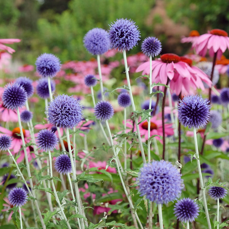 Kogeldistel