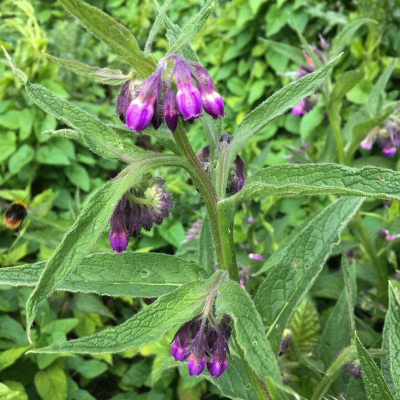 Smeerwortel Bestellen Biologische Tuinplanten Sprinklr Smeerwortel Bestellen Biologische Tuinplanten Sprinklr