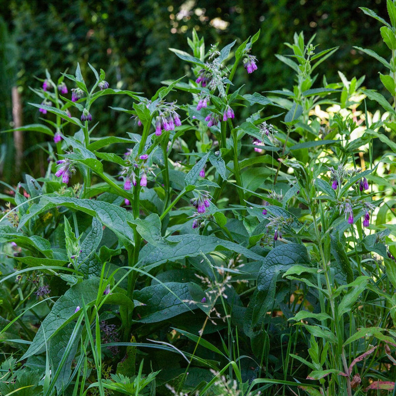 Smeerwortel in tuin