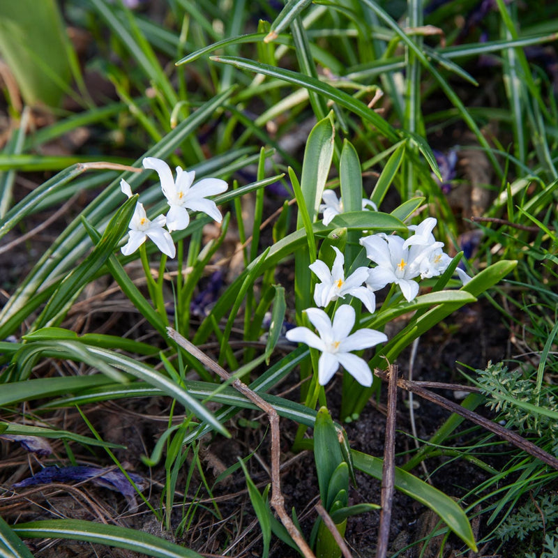 biologisch geteelde voorjaarsbloeier uit bol met laagblijvende plant met witte bloemetjes en gele stamper.