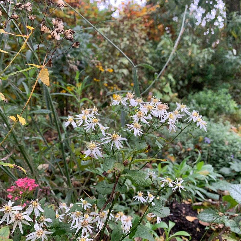 sneeuwster aster in een tuin