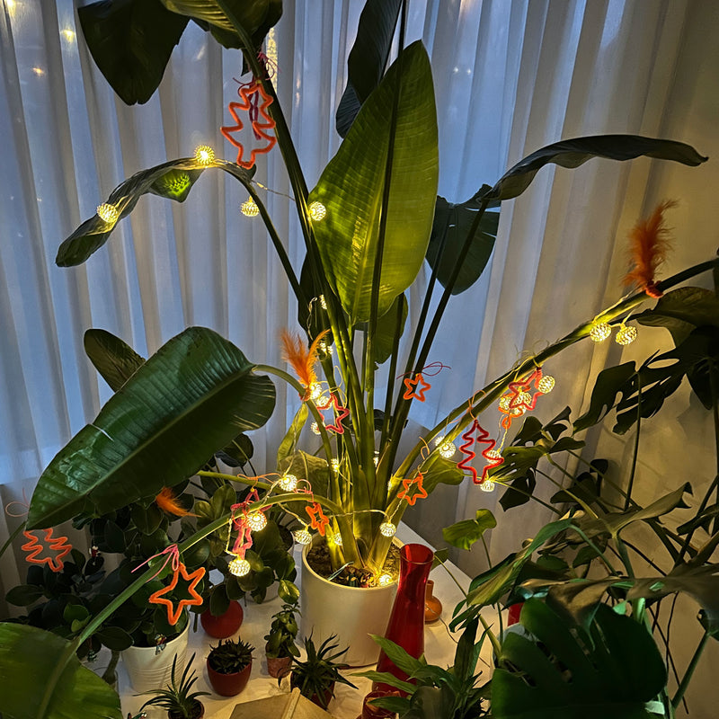 Strelitzia met kerstverlichting en kerstversiering