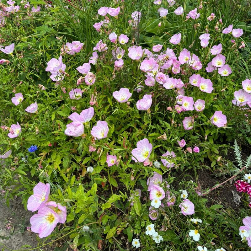 Lichtroze bloemen in volle bloei van de teunisbloem.