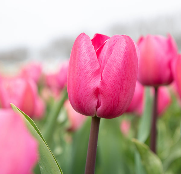 biologische tulp TIneke van der Meer in het veld. 