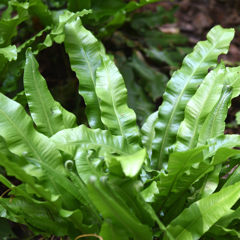 Biologische tongvaren, groene lange bladeren met ribbels