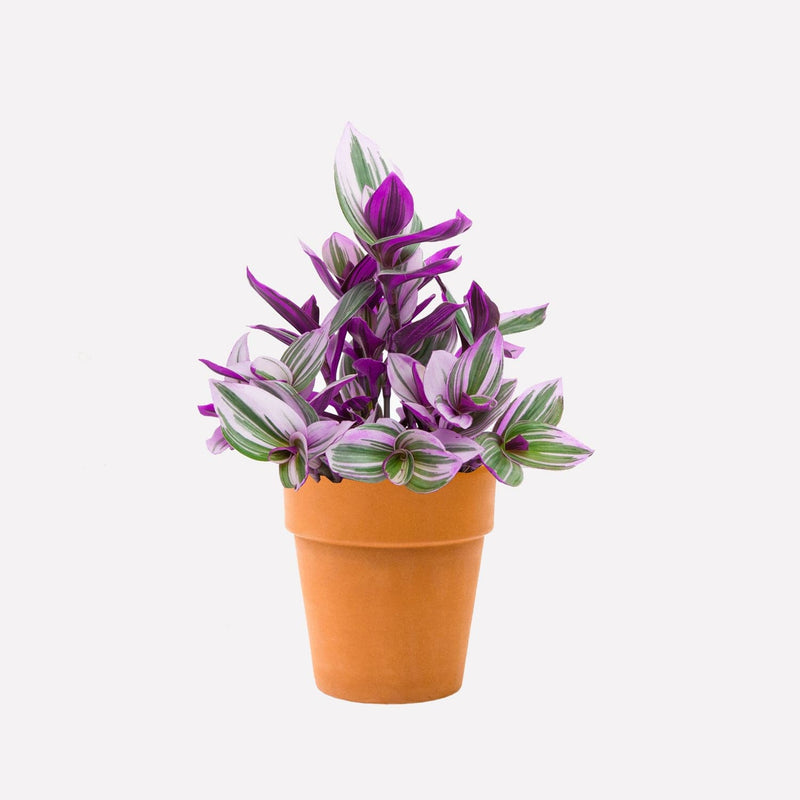 Tradescantia met terra pot hoog 15