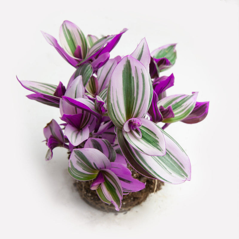 Tradescantia bio zonder pot 