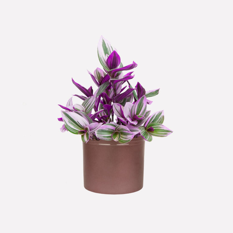 Tradescantia bio plant met merlot keramieken pot 14