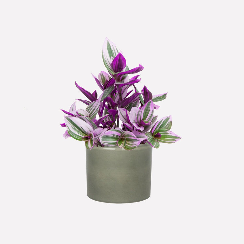 Tradescantia bio plant met keramieken salie pot 14