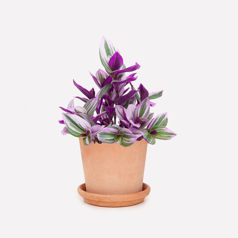 Tradescantia met livht terra pot Vaso 15