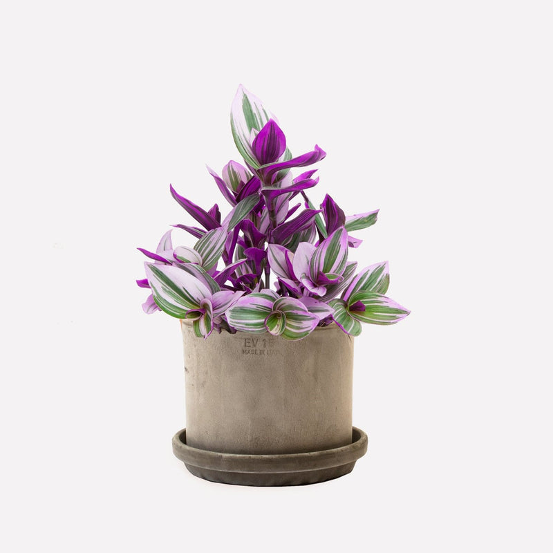 Tradescantia bio plant met grijze pot