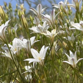 Triteleia Silver Queen