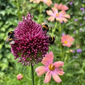 Allium of trommelstokje gekweekt zonder gif. 