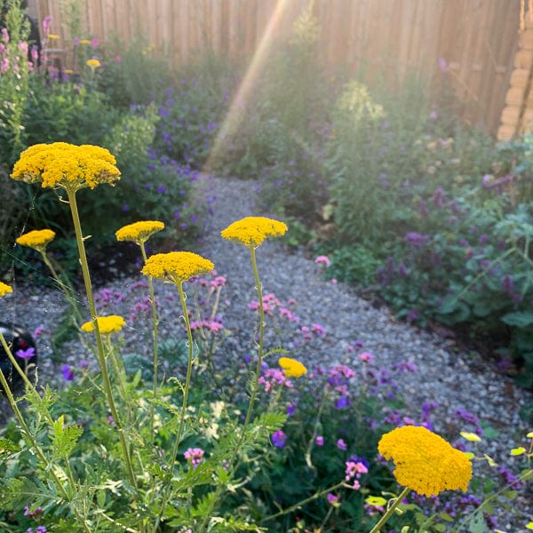 Sprinklr tuin zomer in bloei