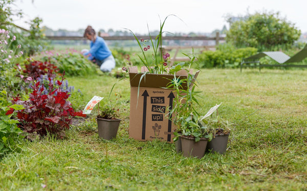 Tuinplanten bij je thuisbezorgd