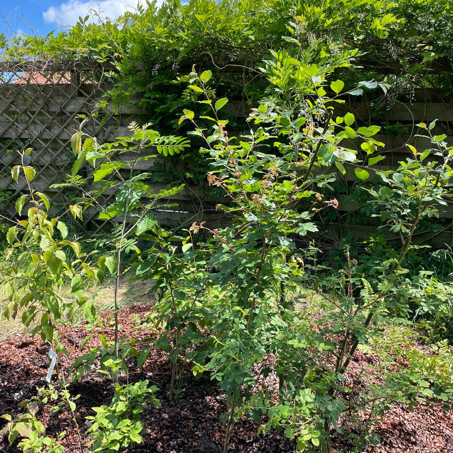 Helpt met waterberging