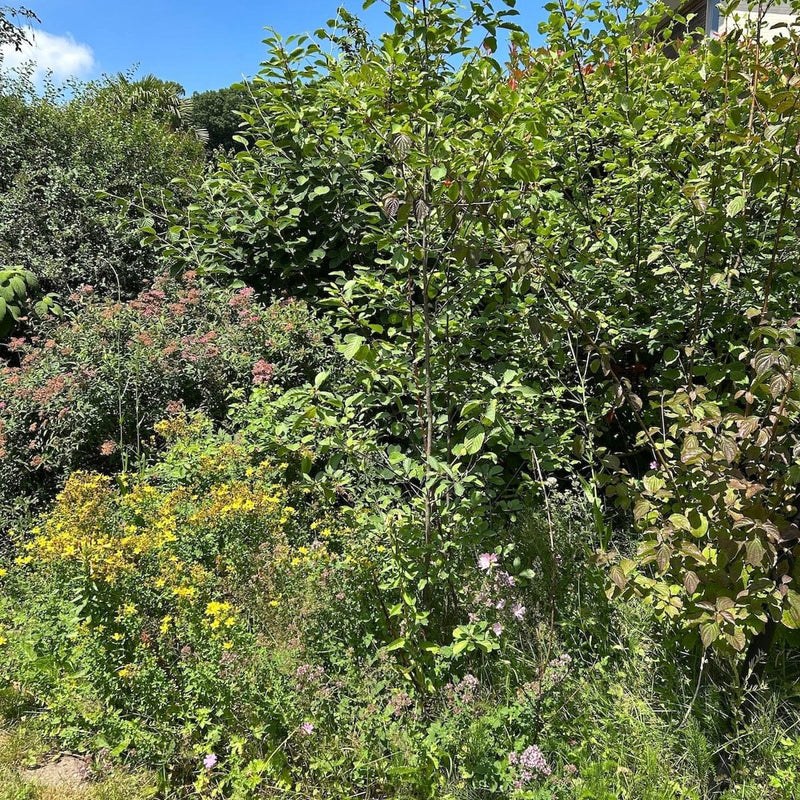 Tuiny Forest