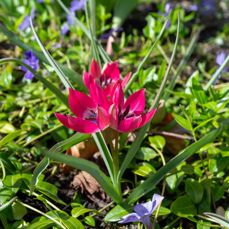 Prachtige tulp roze, wit en blauw van kleur