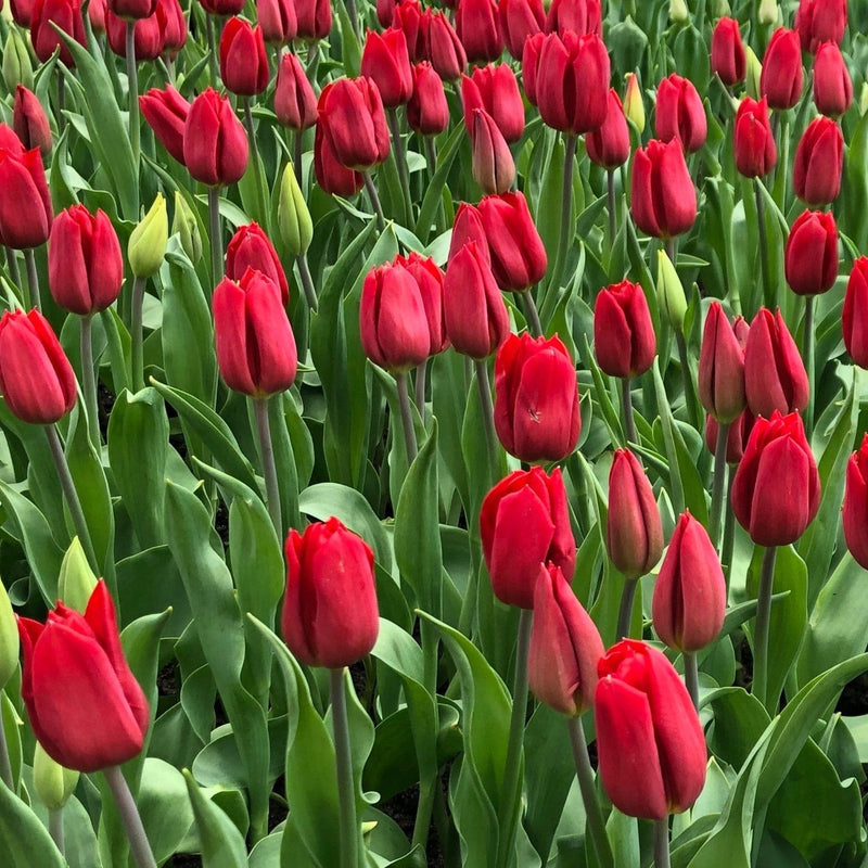 Biologische tulpenbollen in de knop in een bollenveld.