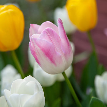 Tulp Judith Leyster