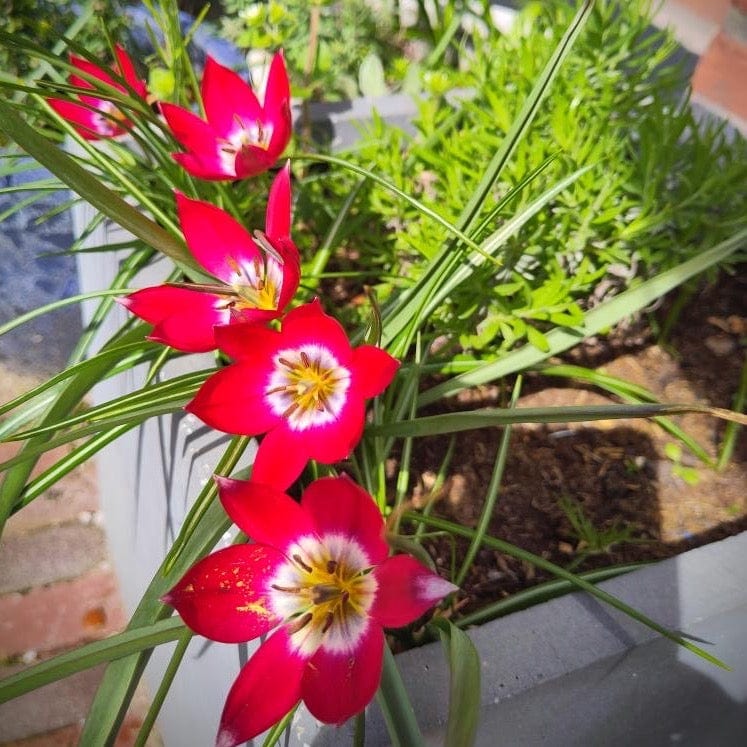 duurzaam geteeld laagblijvende kleine rode tulp met geel en wit hart
