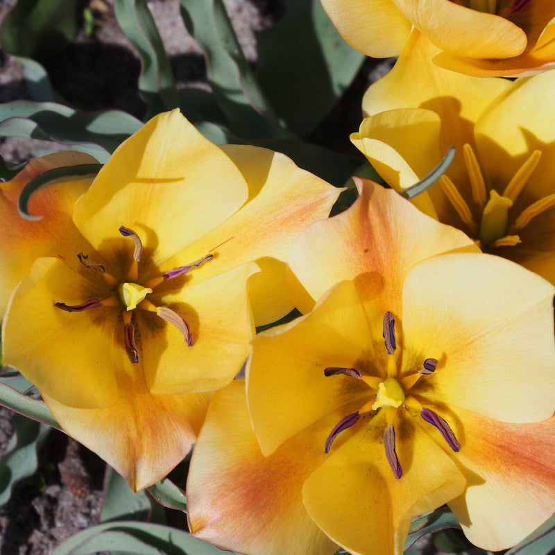 Tulipa Bronze Charm, close up van gele bloemen uit bloembol