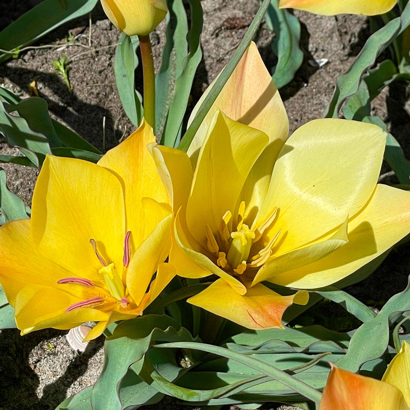 Tulipa Bronze Charm, gele bloemen uit bloembol